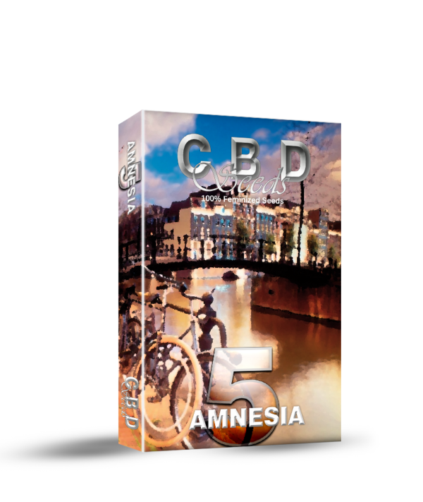 Amnesia 5