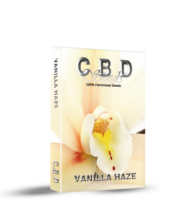 VANILLA HAZE